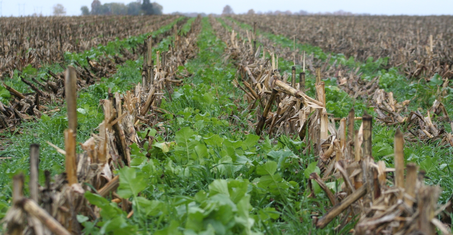 10 Reasons To Use Cover Crops   Cover Crops Corn Stubble Radishes Vance0227F3 3545 0 