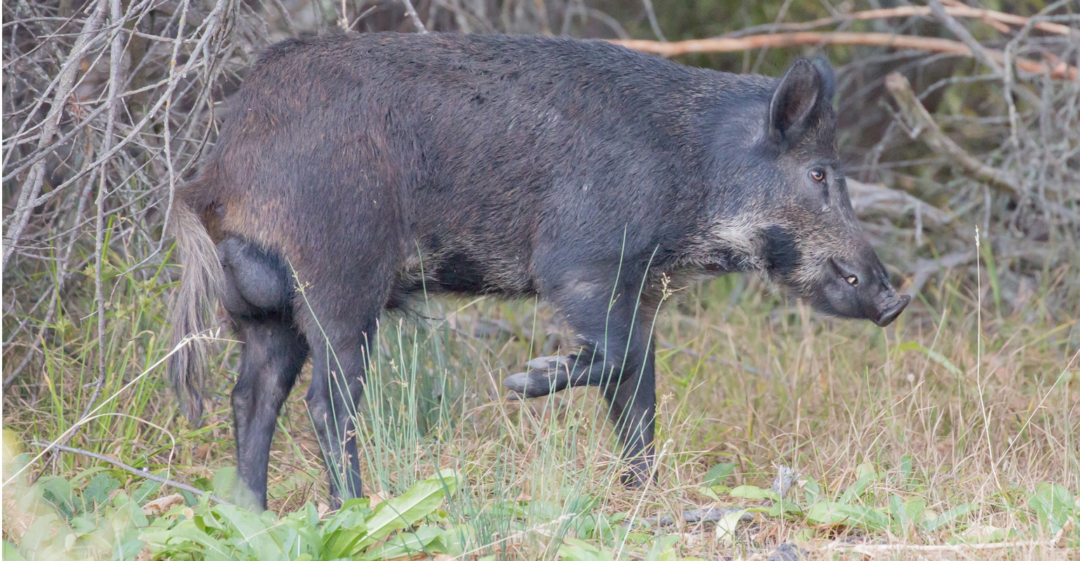 Feral hogs: how quickly can they reproduce?