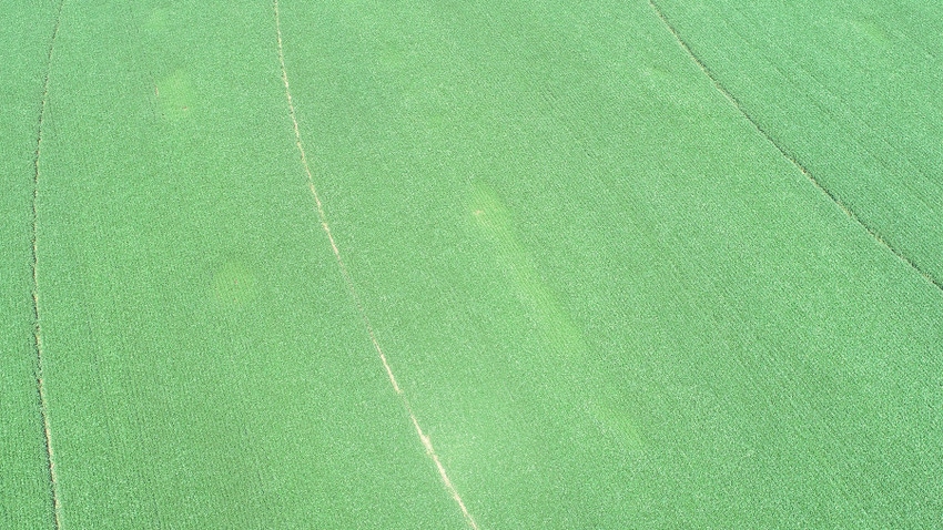 Aerial view of a soybean field