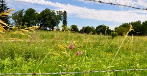 Milkweed growing outside a fence line on a Guthrie County farm