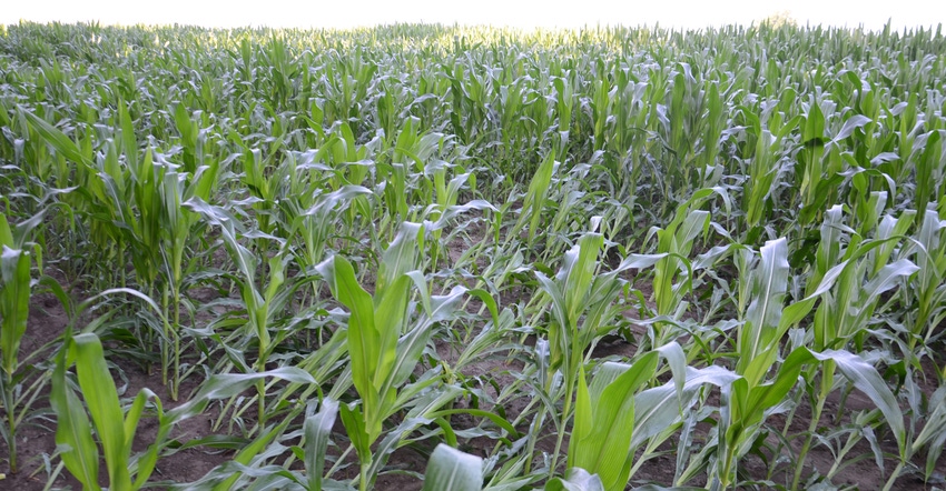 corn plants with shallow roots