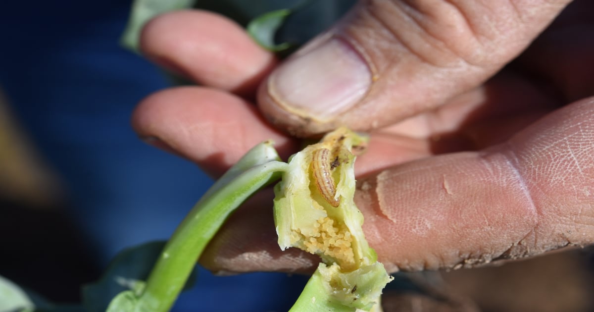 Cabbage budworm found in Yuma crops