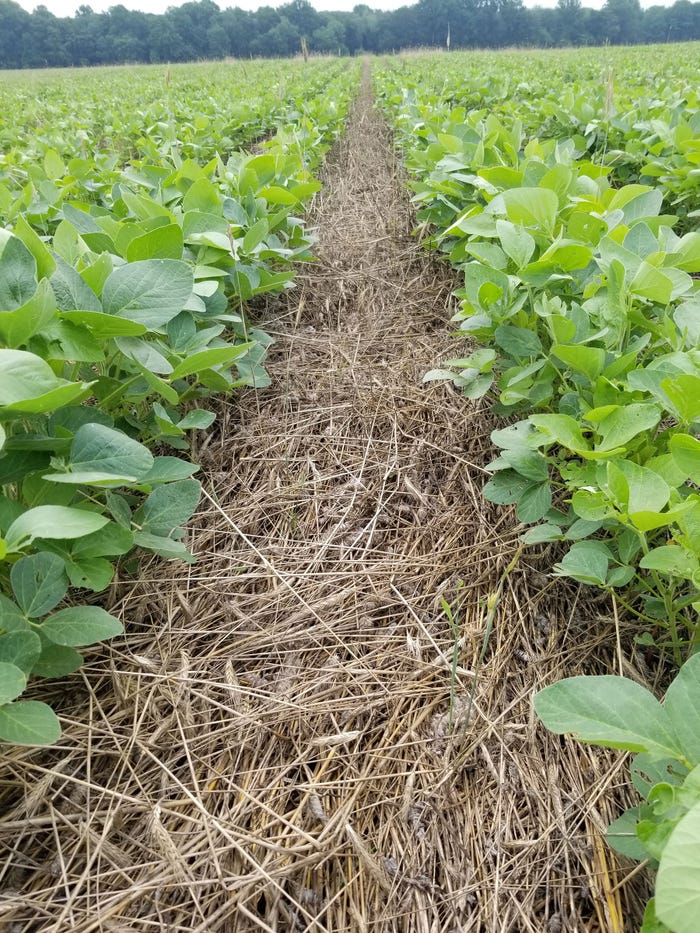 A mat made from rye-crimson clover cover crop between rows of crop