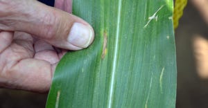 corn leaf with gray leaf spot lesion
