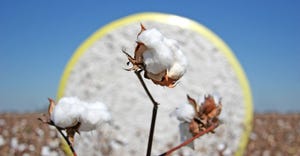 cotton-bolls-staff-dfp-8493-for-online.jpg