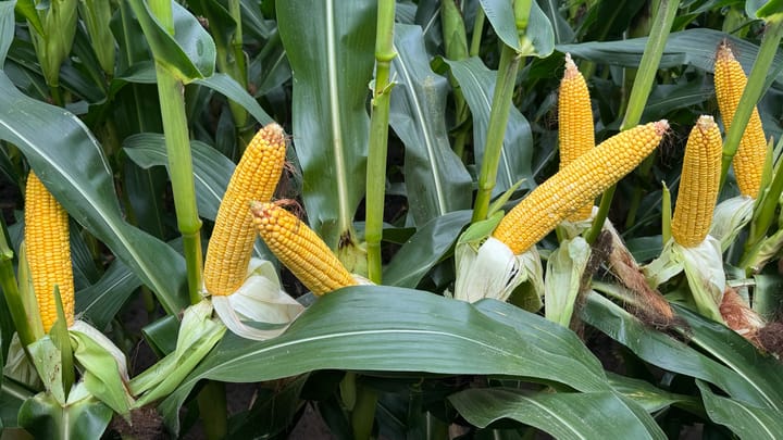 Should the failed corn hybrid get another shot?