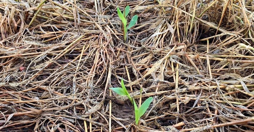 Young corn plants emerge from a no-till field