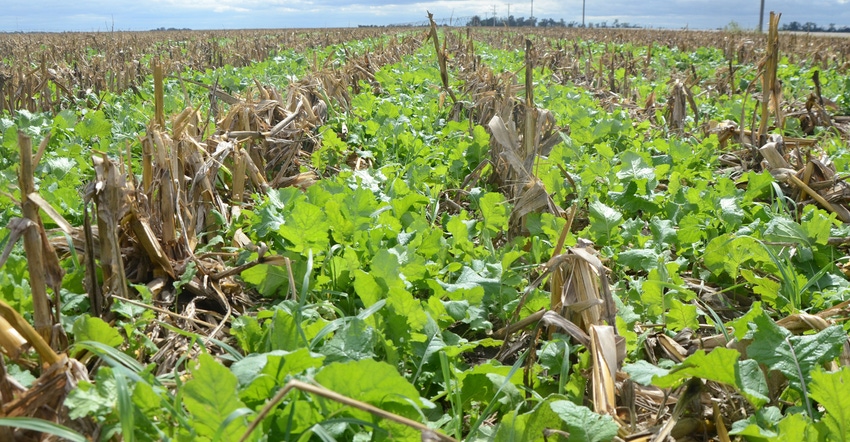 Cover crops