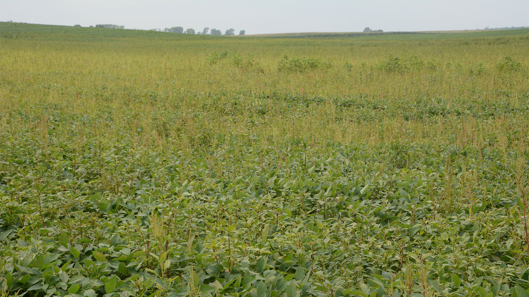 Residual Herbicides Key To Battling Waterhemp