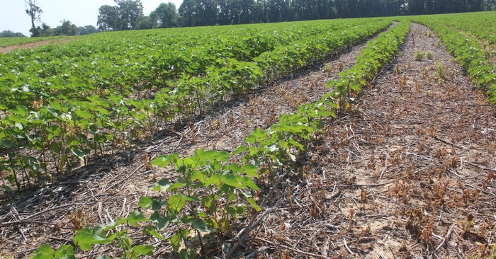 Better Pigweed Control