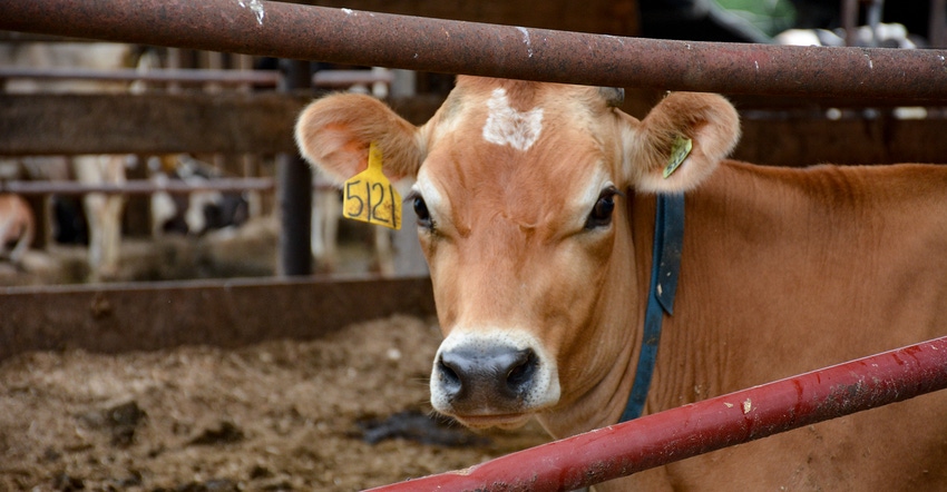 Close up of cow inside pen