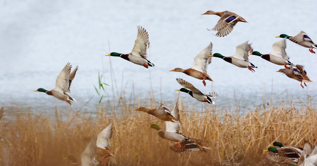 Duck production depends on maintenance of waterfowl habitat