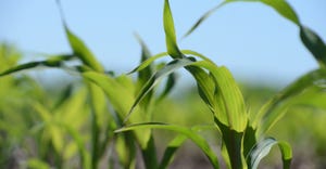 young corn plants