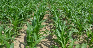 cornfield at V7 growth stage