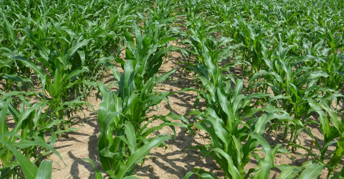 cornfield at V7 growth stage