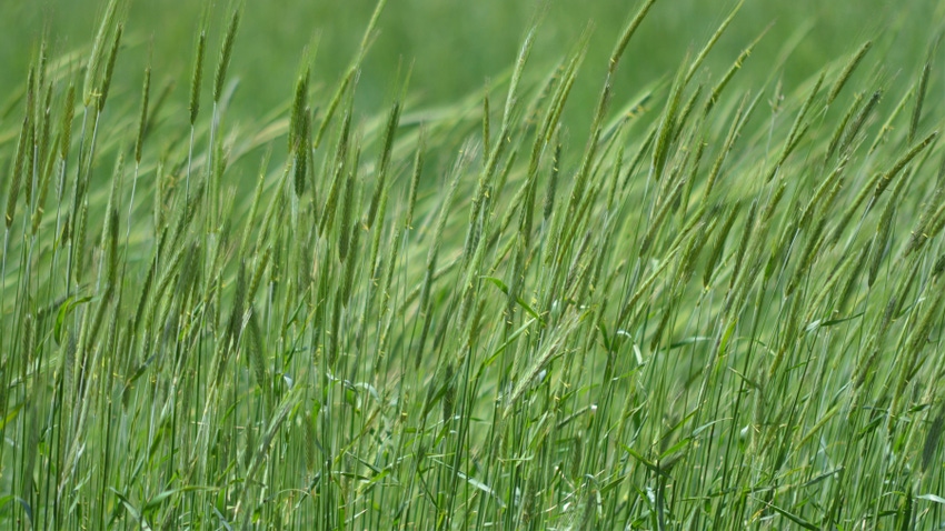 cereal rye cereal rye