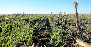 Close up of no-till cover crops field