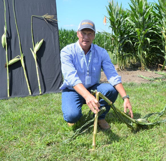 Calvin Treat shows a traditional tall corn plant.