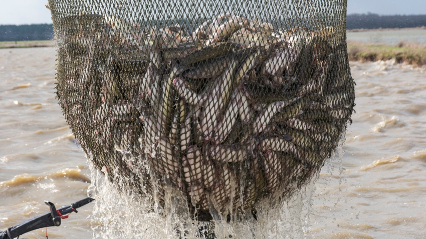 Catfish Harvest