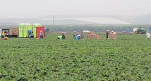 Strawberry field workers