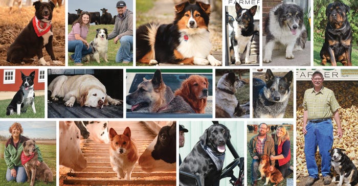 collage of past Prairie Farmer farm dog winners