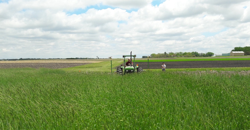 Soybean planting in a living cereal rye cover crop 