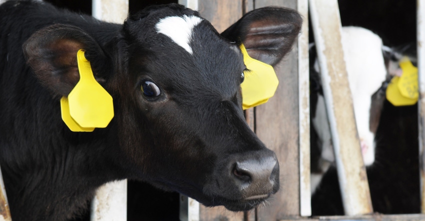holstein calf with ear tag