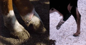 cows with hoof damage from fescue foot