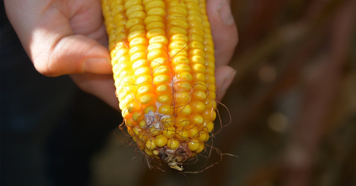 Scout corn for mold — you might be surprised