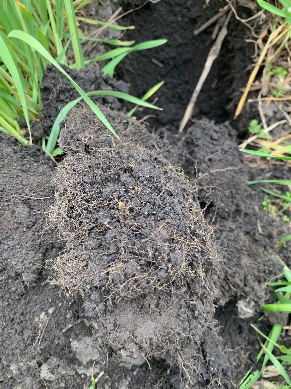 soil with roots from cereal rye cover crops exposed