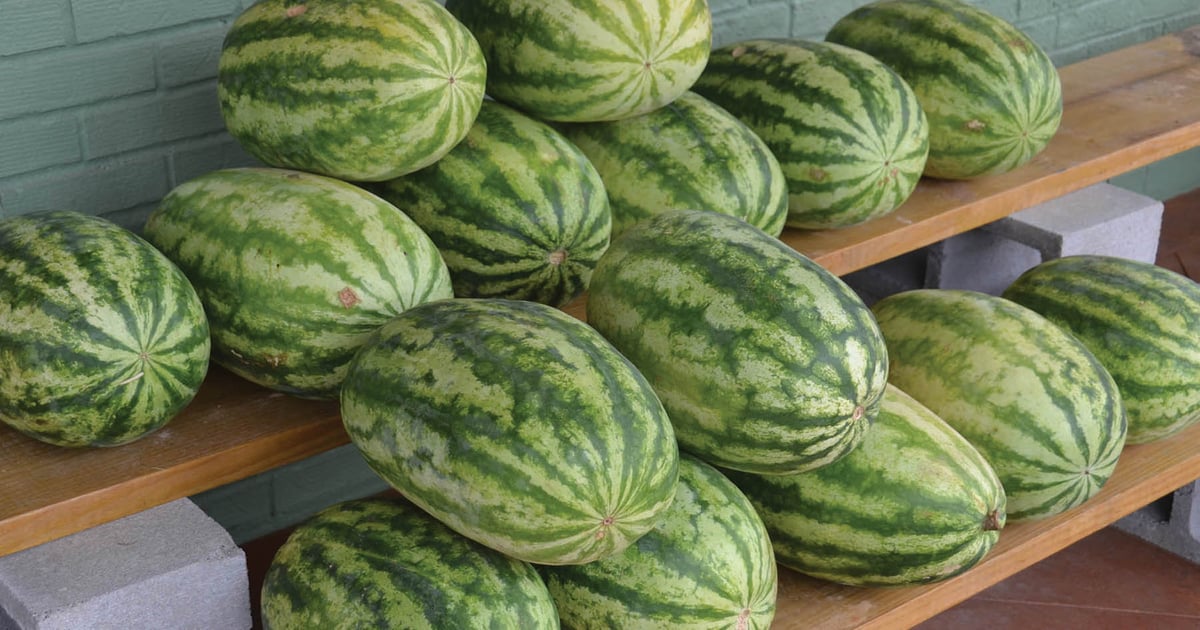 Mississippi watermelon crops suffer from excessive summer rainfall