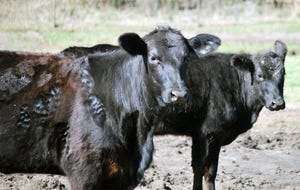brad-haire-se-farm-press-black-cattle-1.JPG
