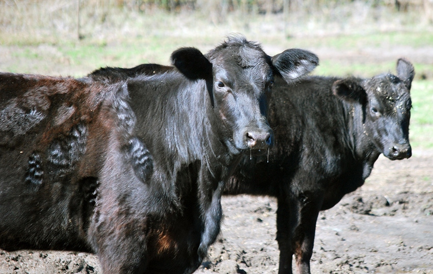 brad-haire-se-farm-press-black-cattle-1.JPG