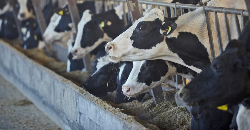 Holsteins feeding