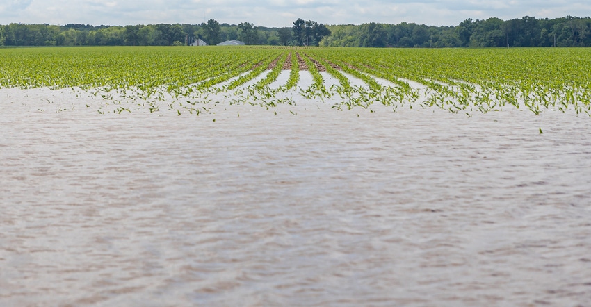 flooded midwest cornfield