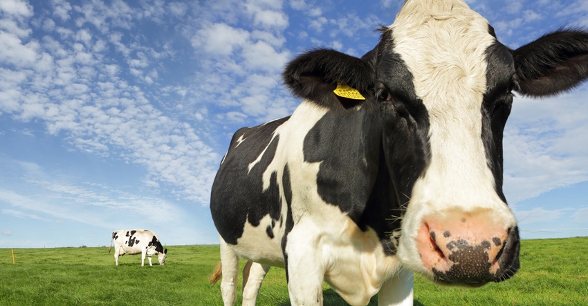 Holstein Dairy cow
