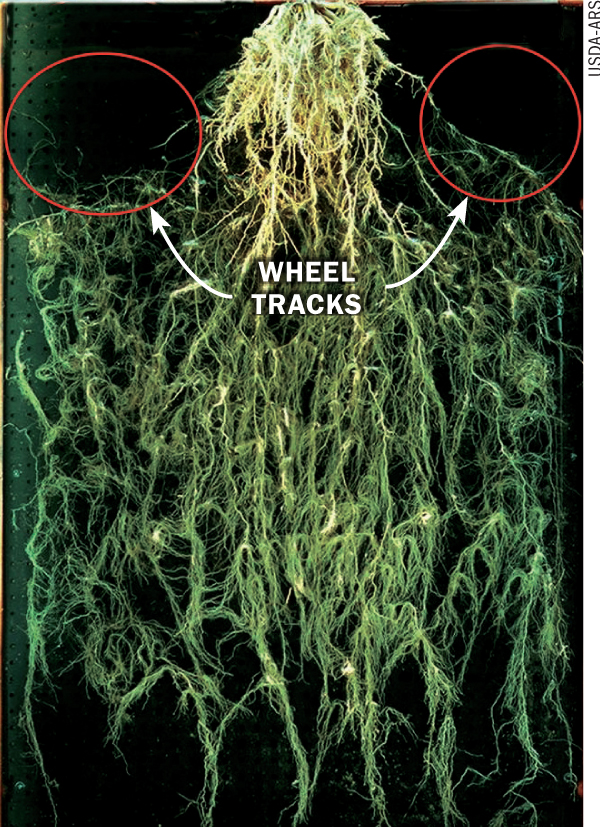 How To Avoid Soil Compaction: True, False Q&A