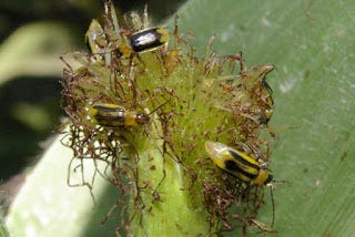 western-corn-rootworm-beetles.jpg