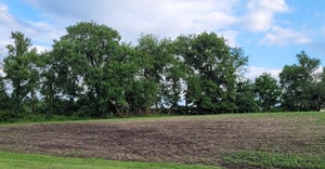 Bare spots in soybean field caused by groundhogs