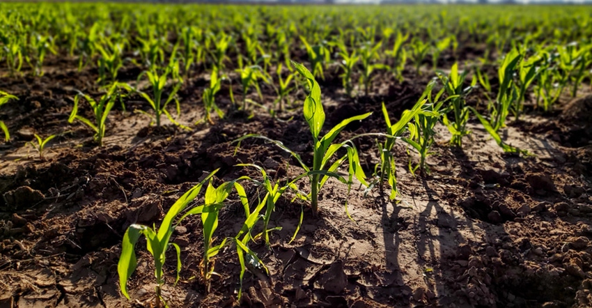 swfp-shelley-huguley-corn-dry-ground.jpg swfp-shelley-huguley-corn-dry-ground.jpg