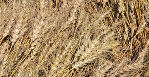 closeup of wheat heads