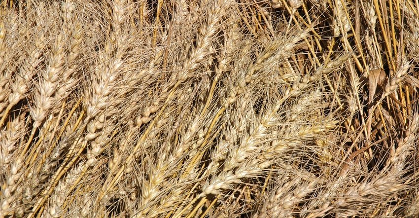 closeup of wheat heads closeup of wheat heads