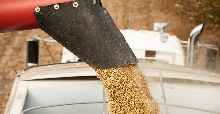 auger unloading soybeans into semi truck