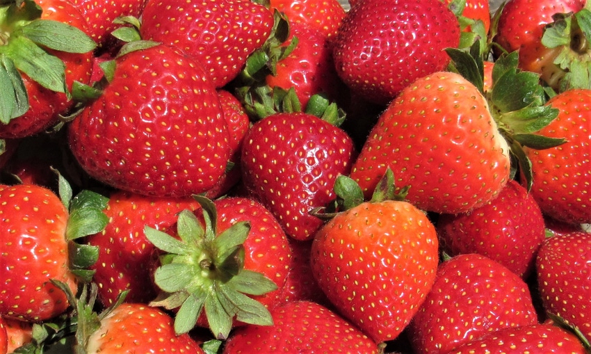 WFP-tim-hearden-berries2020-2.jpg WFP-tim-hearden-berries2020-2.jpg