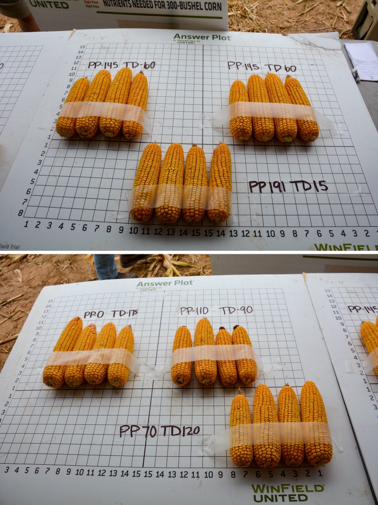 Ears of corn from The Mill's test plots varied based on the pre-plant and top-dress rates