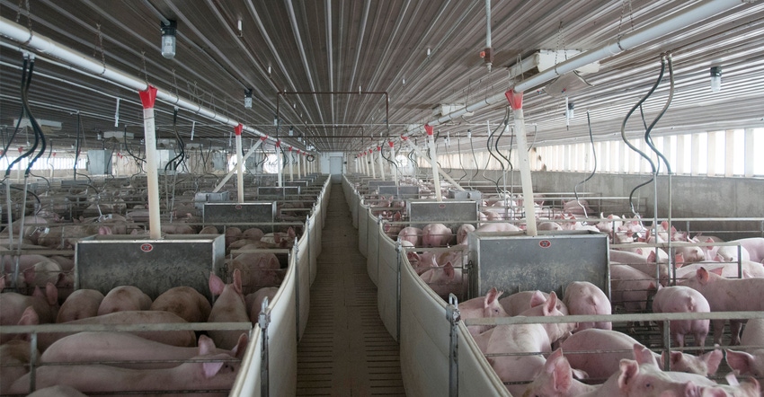 swines inside barn