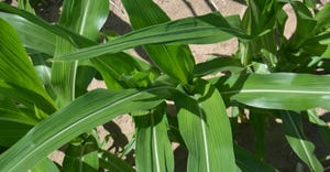 corn leaves showing possible signs of sulfur deficiency 