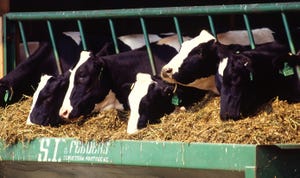 Dairy cows feeding