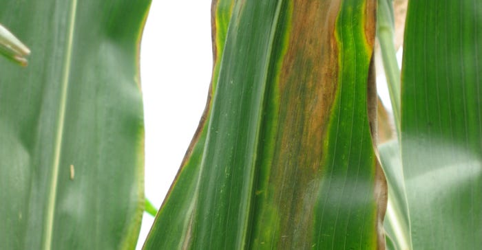 Bacterial diseases Goss’s wilt on corn plant