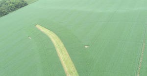 aerial view of a soybean field